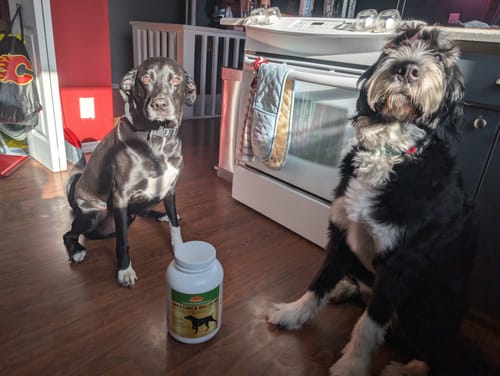 Customer photo review of WellyTails® Daily Coat & Wellbeing - for Dogs