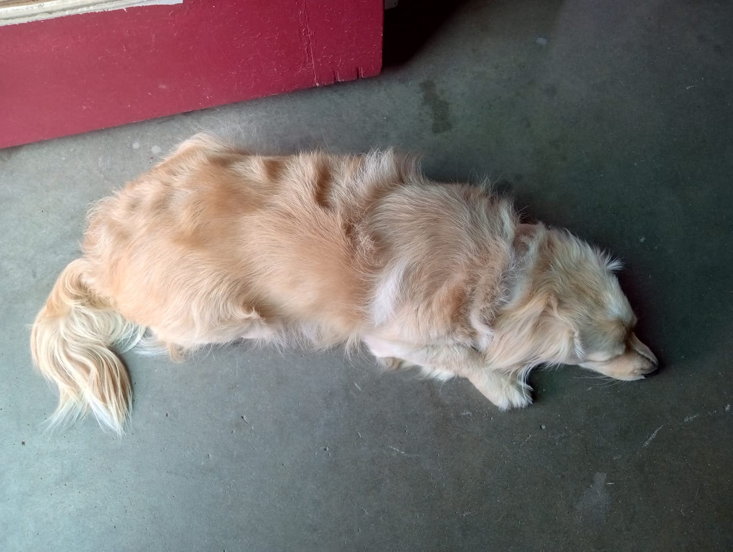 Customer photo review of Professional PLUS Pet Grooming Vacuum Kit