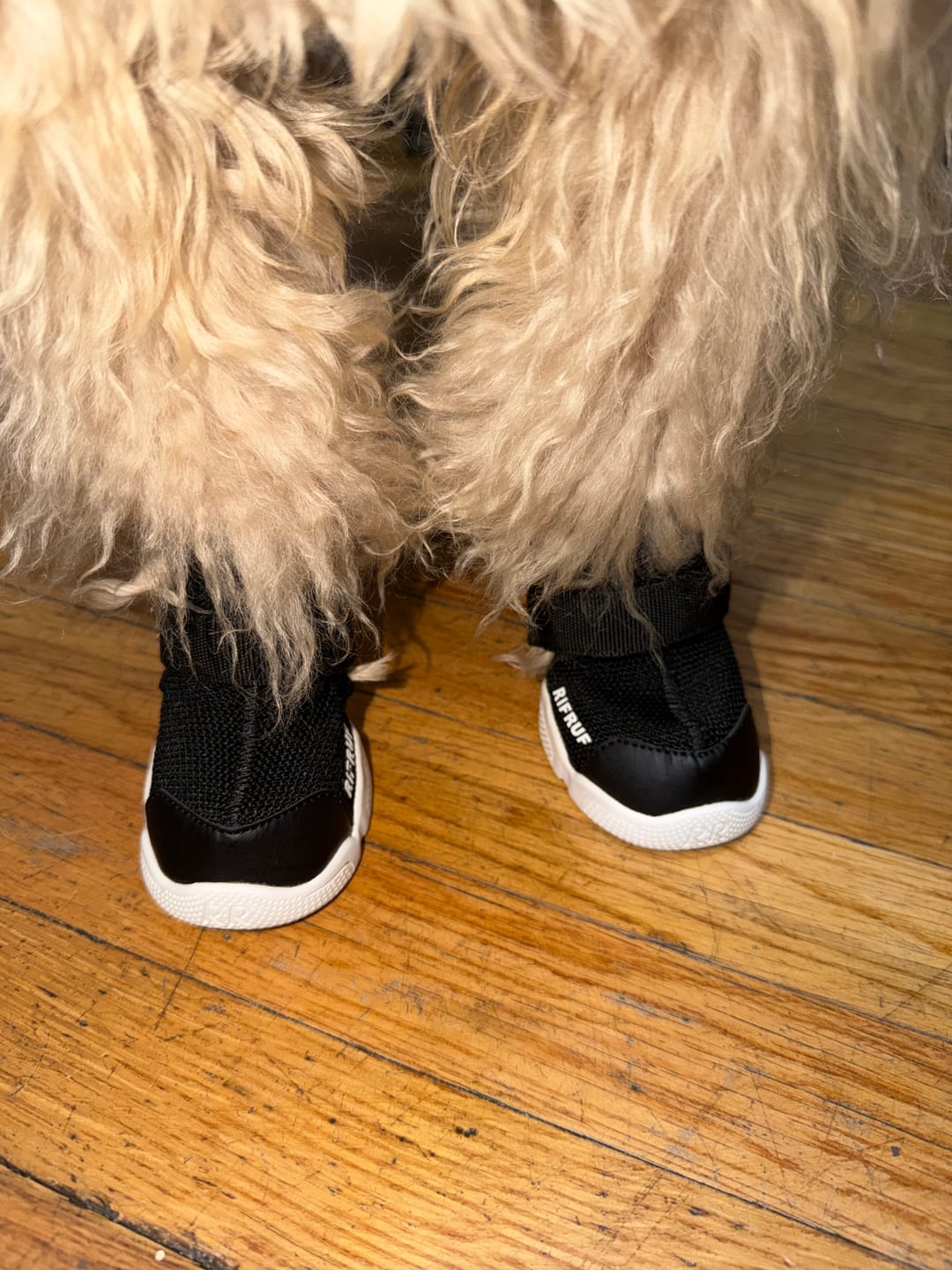 Customer photo review of Caesar 1