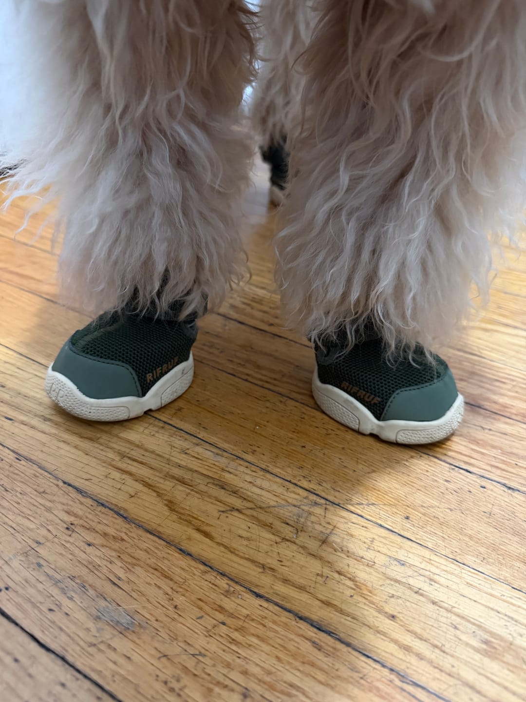 Customer photo review of Caesar 1