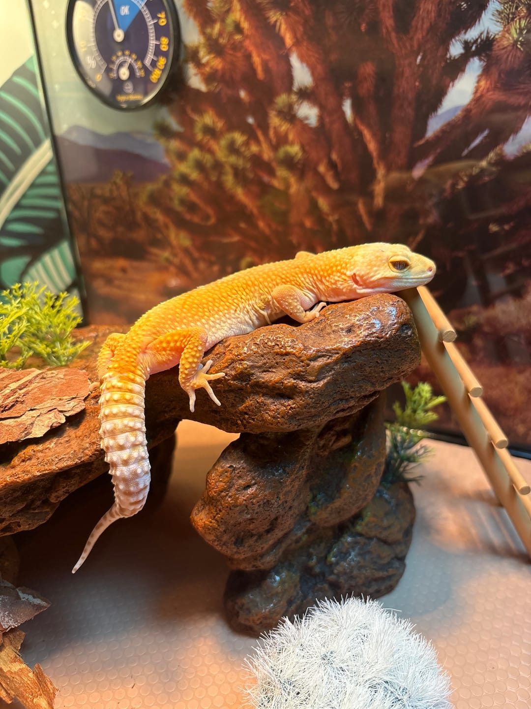 Customer photo review of Female Mandarin Bold Super Hypo Tremper Albino (ovulating)