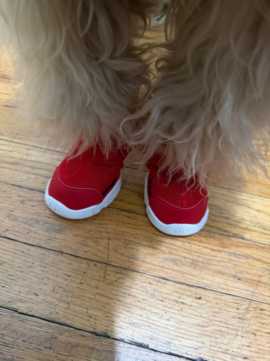 Customer photo review of Caesar 1