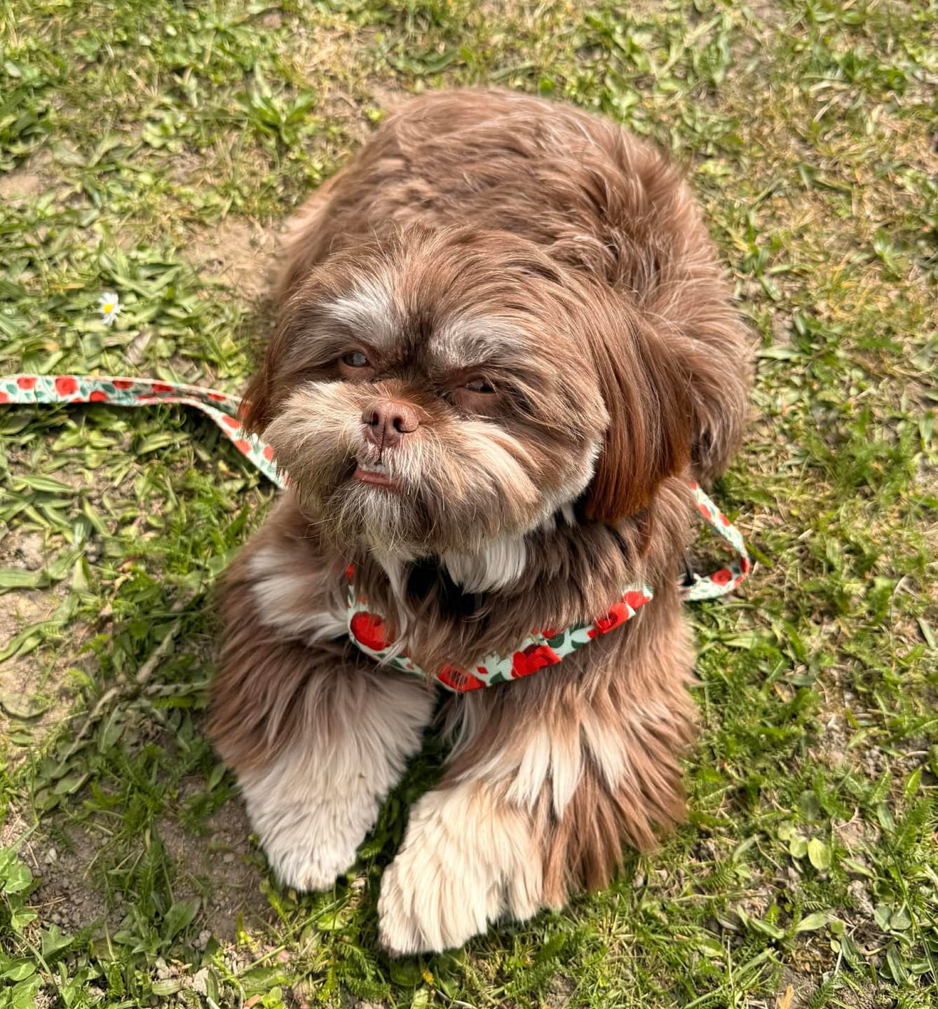 Customer photo review of Szelki bezuciskowe "Poppy" - czarne okucia