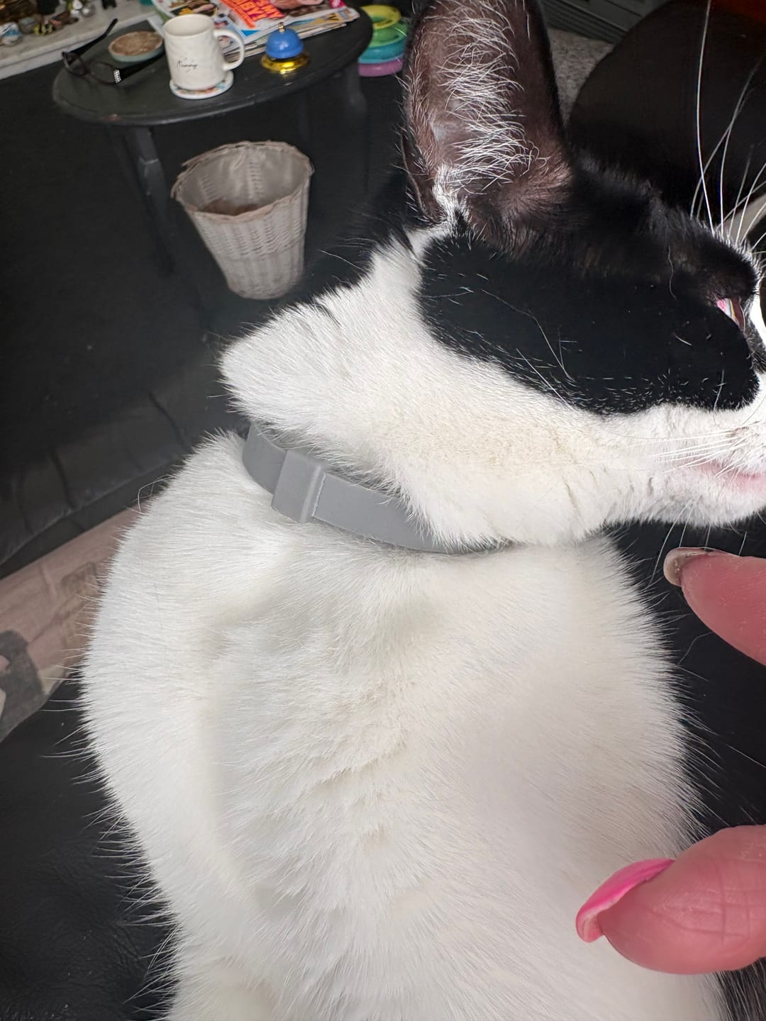 Customer photo review of BIO-COLLAR™ - 8 Months Natural Flea & Tick Protection