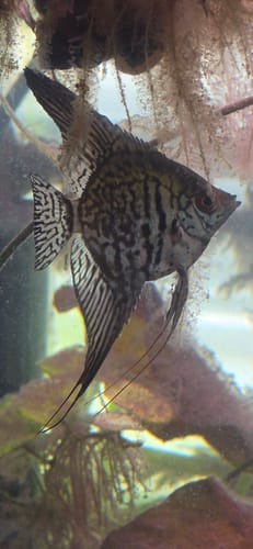 Customer's Leopard Angelfish with a bold spotted pattern swimming in their home aquarium.