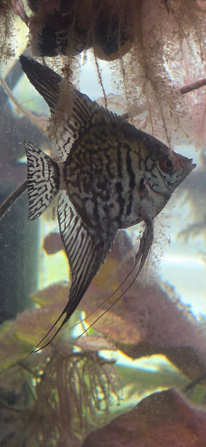 Customer photo review of Leopard Angelfish