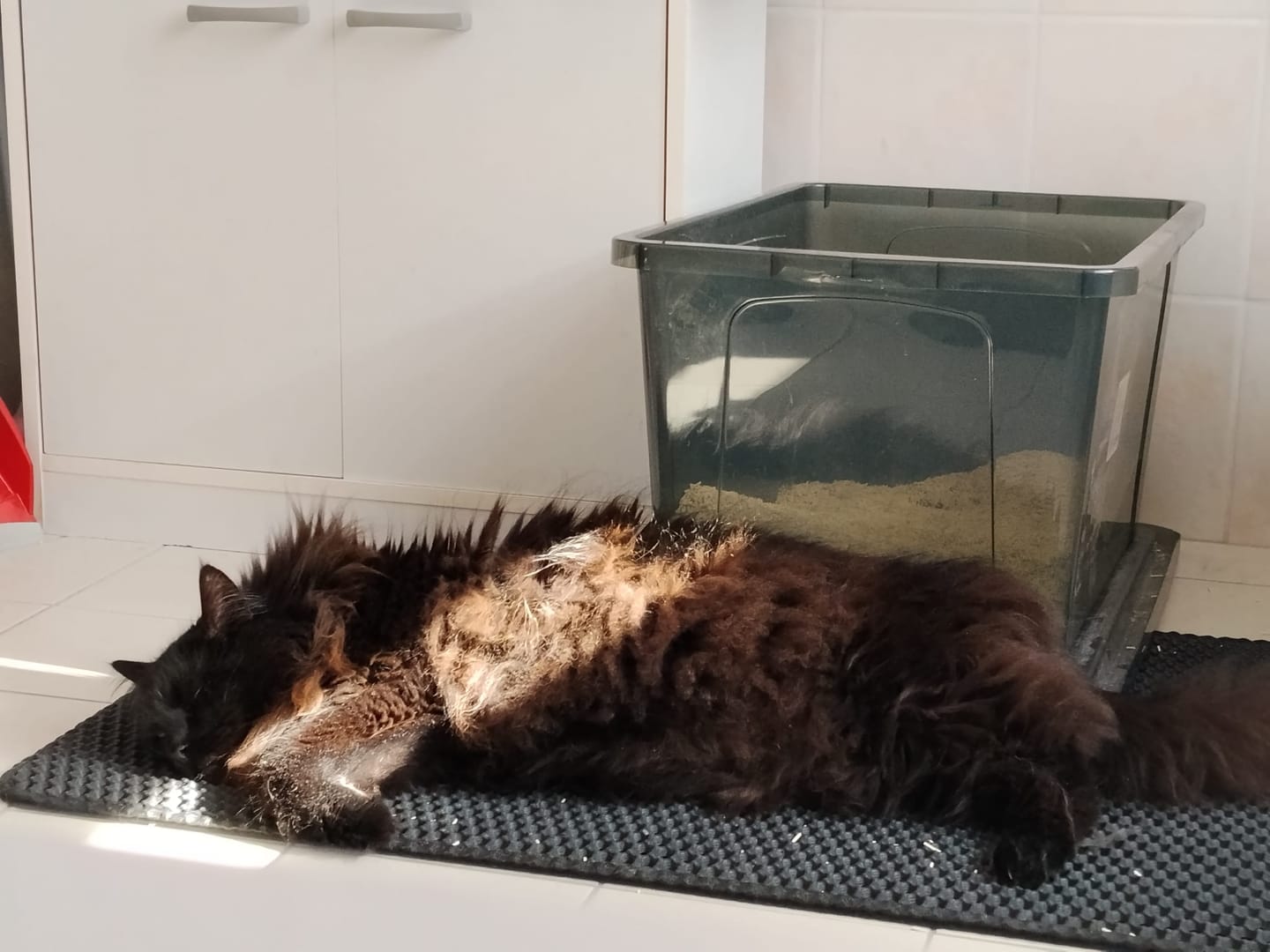 Customer photo review of Katzenklo Schaufel