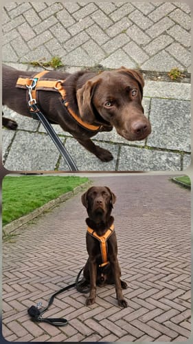 Customer photo review of Y Shaped Harness Amber/Brown - SHORT Back | AnnyX