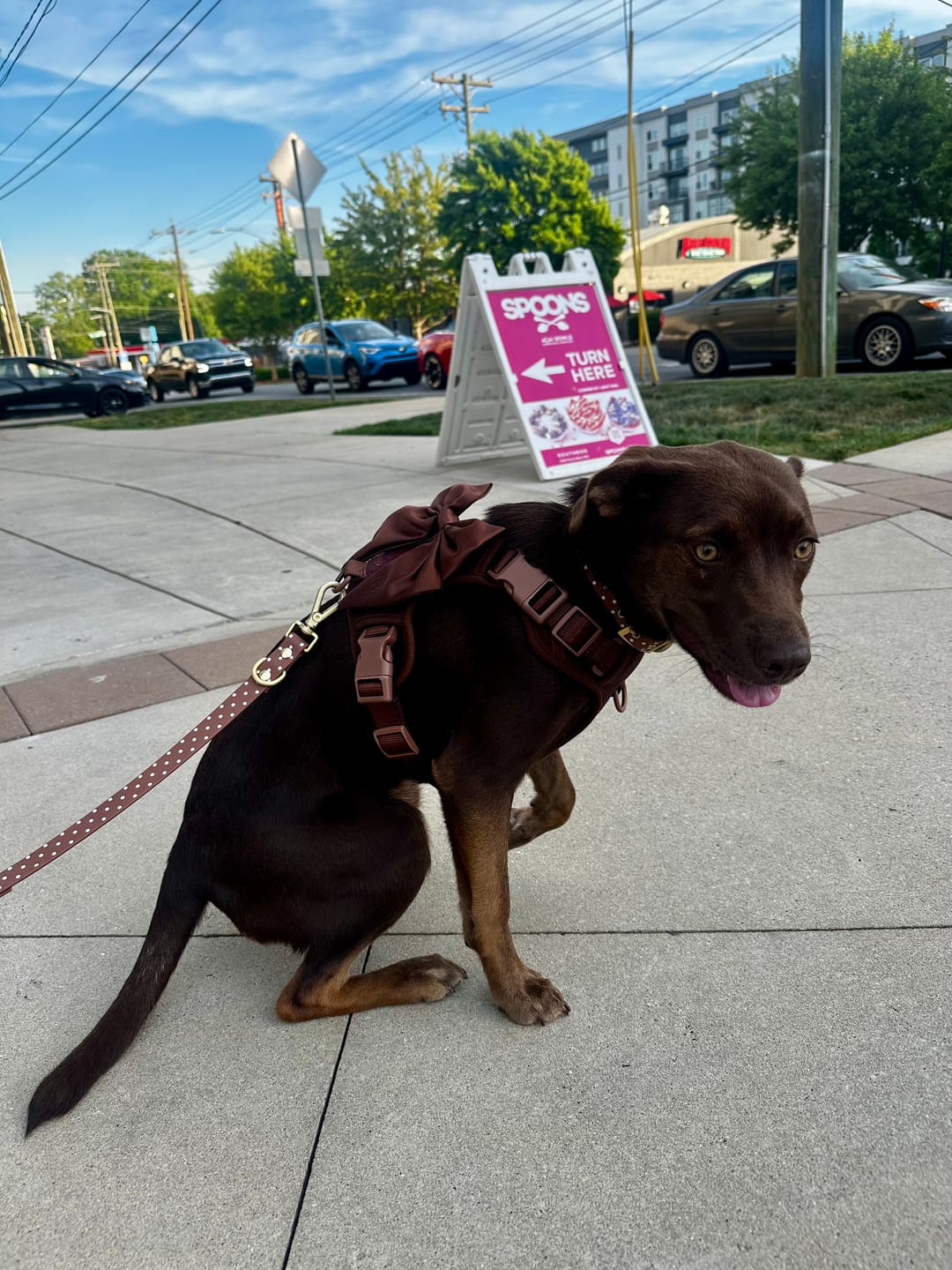 Customer photo review of Wander! Bow Harness Kit Blossom - Gold