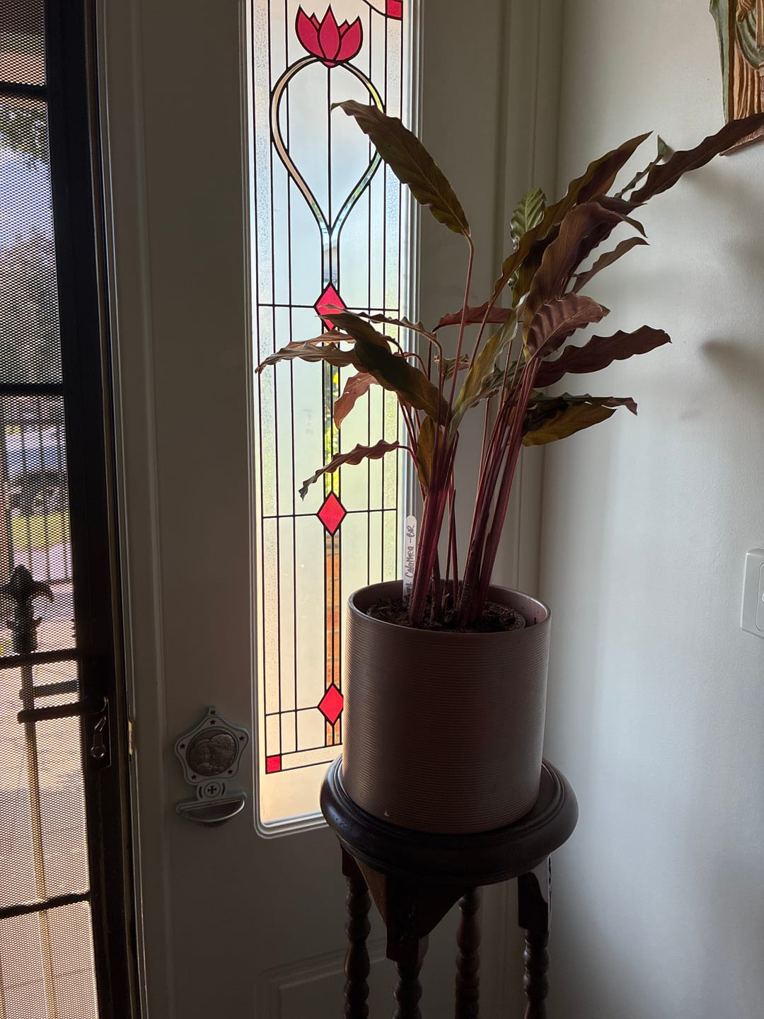 Customer photo review of Velvet Calathea – Calathea rufibarba - Lush Indoor Plant