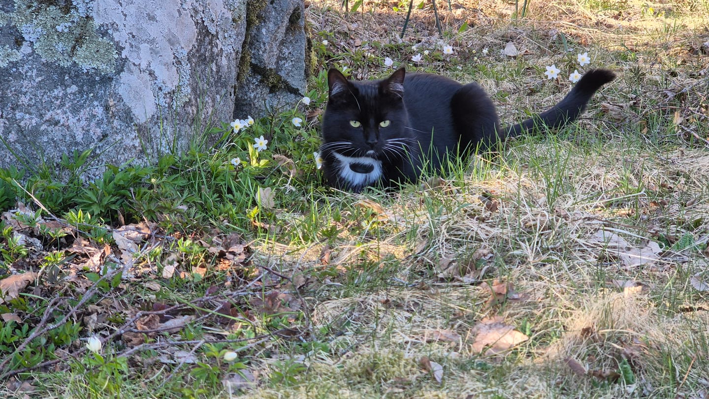 Customer photo review of AirTrackTag Kattpaket