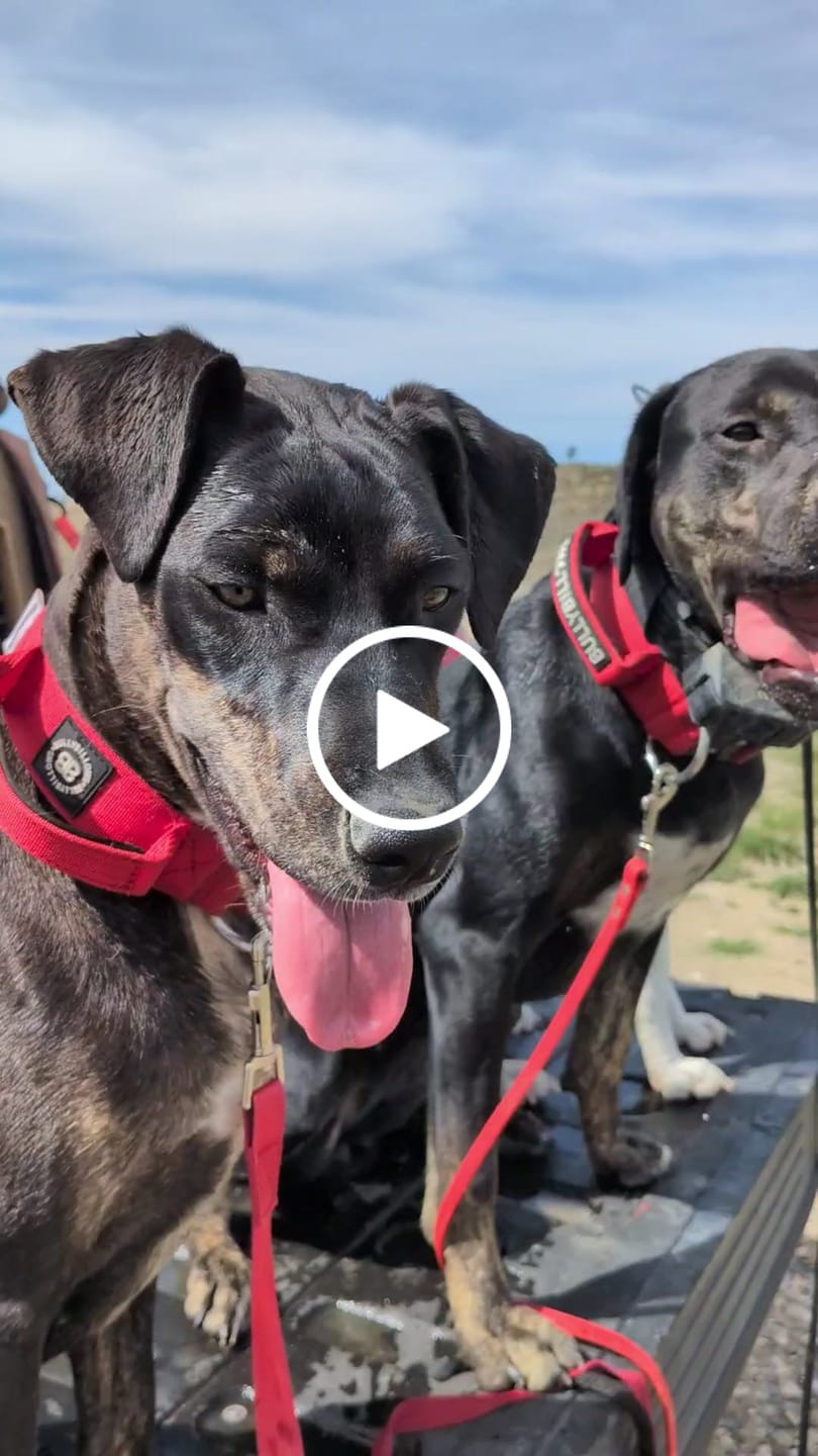 Customer video review of 5cm Combat® Collar | With Handle & Secure Clip - Red