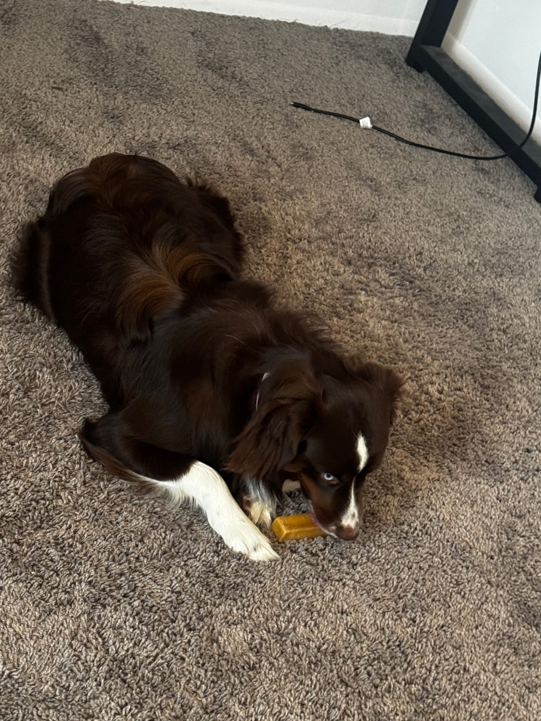 Customer photo review of Himalayan Yak Chew (SMALL)