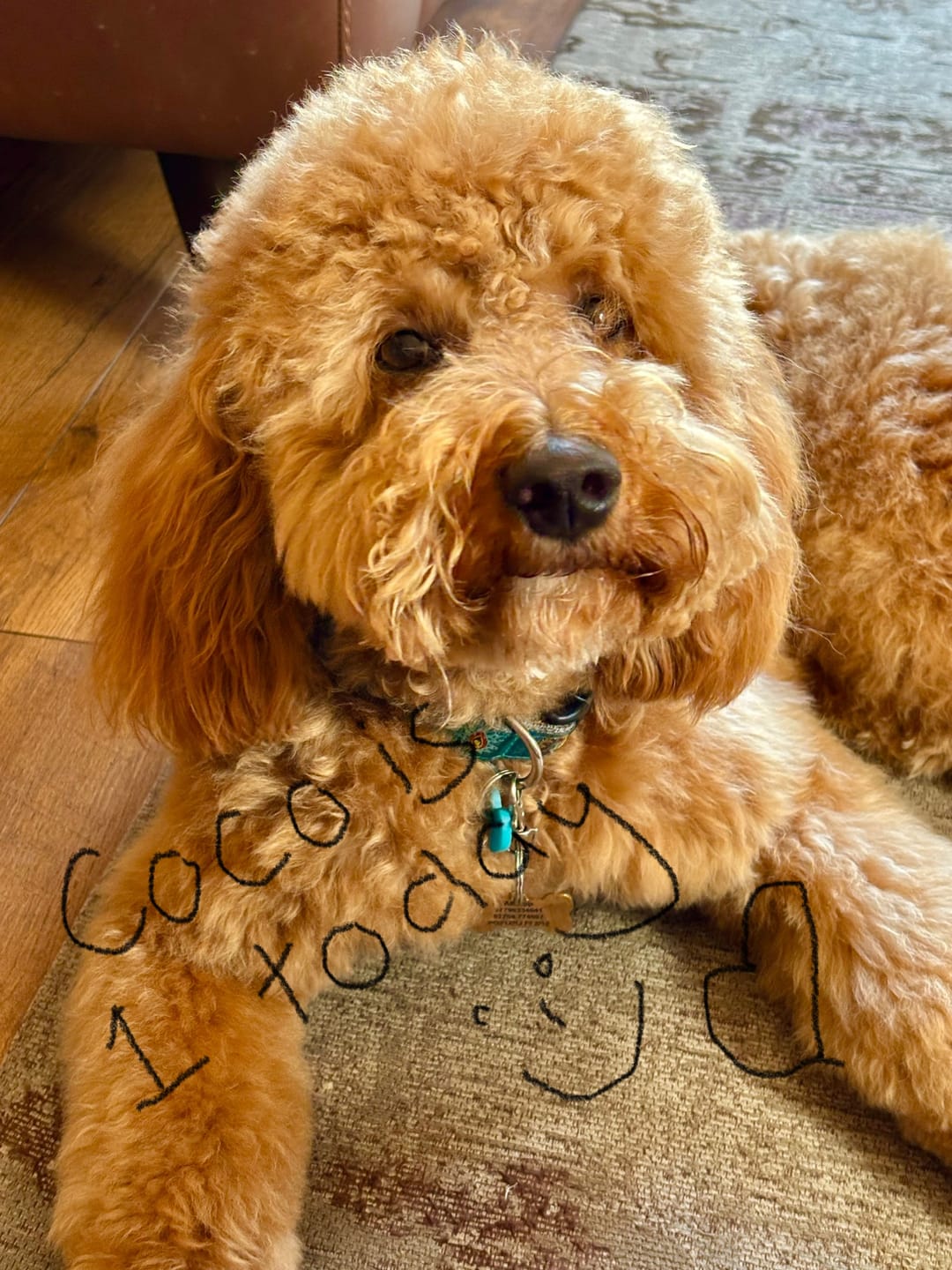 Customer photo review of Madam Coco Pet Perfume