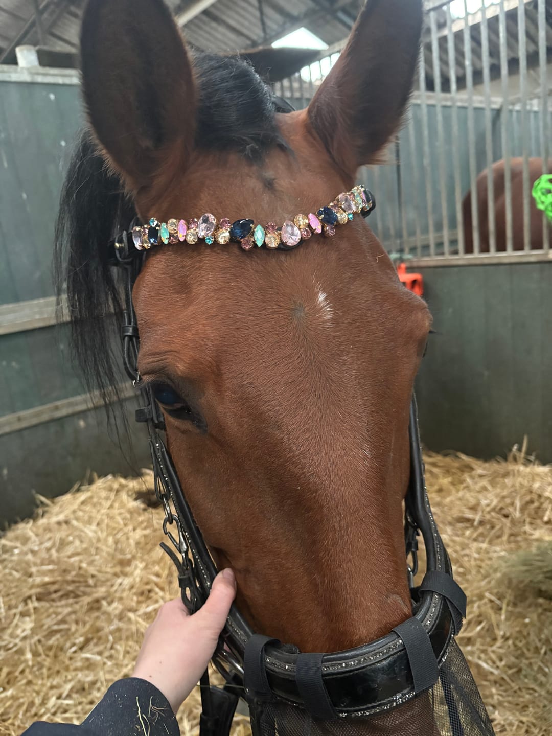 Customer photo review of Pastel Royal