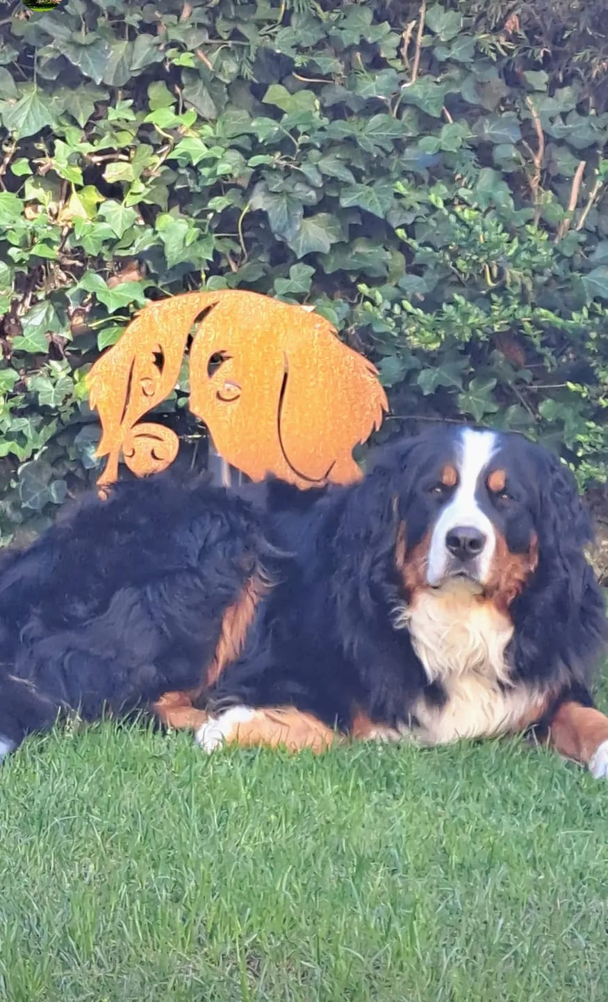 Customer photo review of Gartenstecker Berner Sennenhund Portrait
