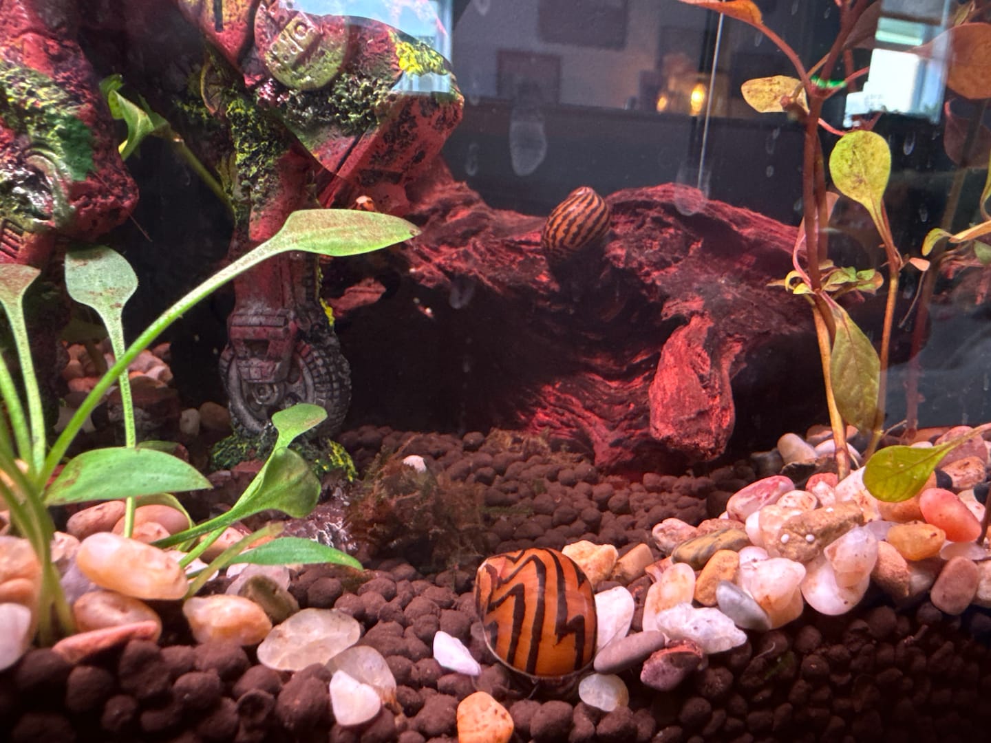 Customer photo review of Nerite Snail Bundle | Saving Pack