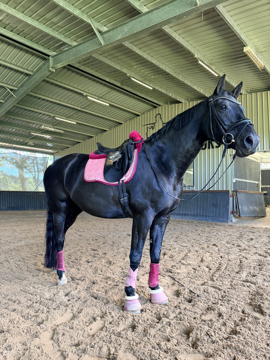 Customer photo review of Digestive HP