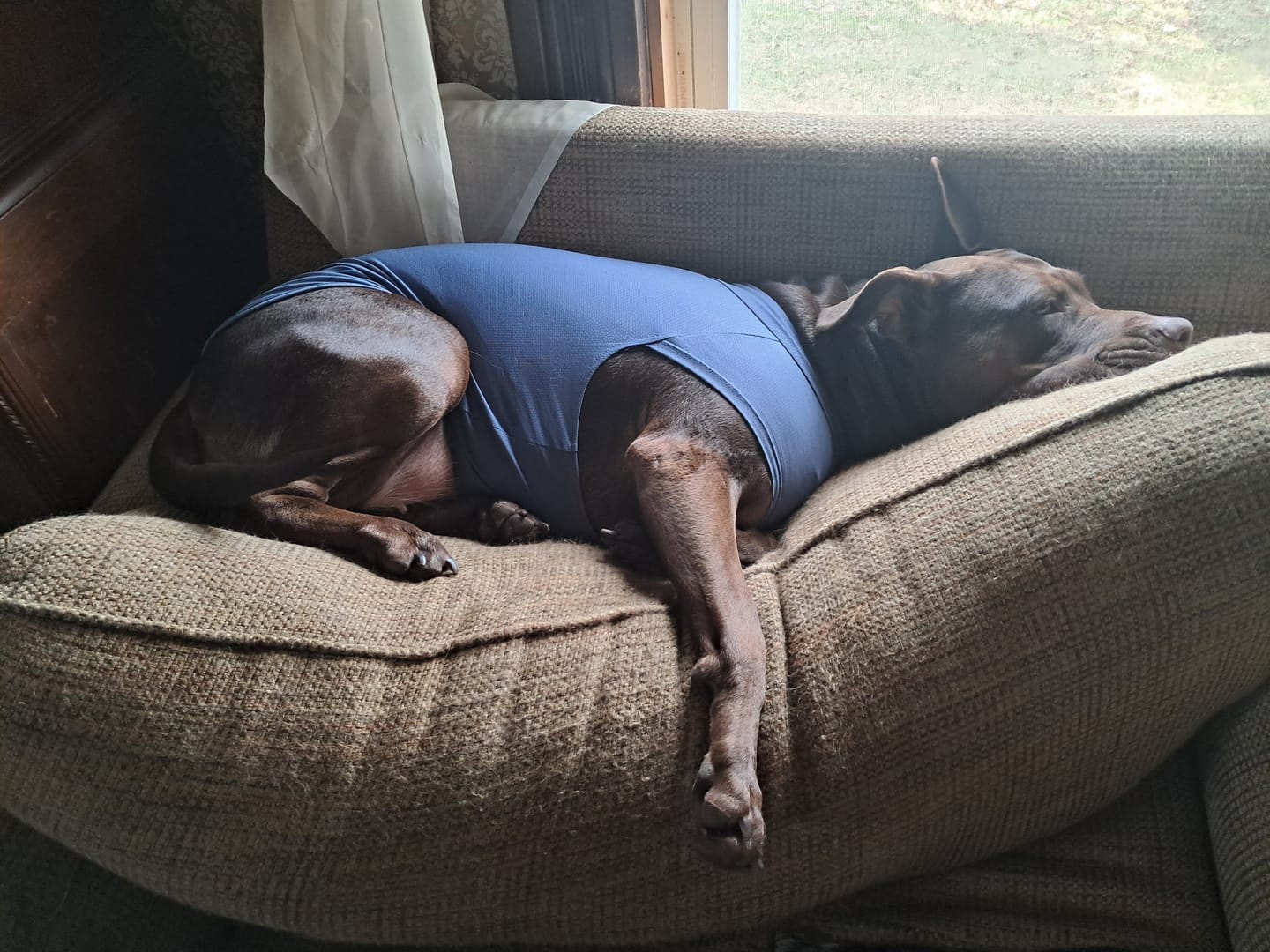 Customer photo review of Sunblock Dog T-Shirt - Navy Blue