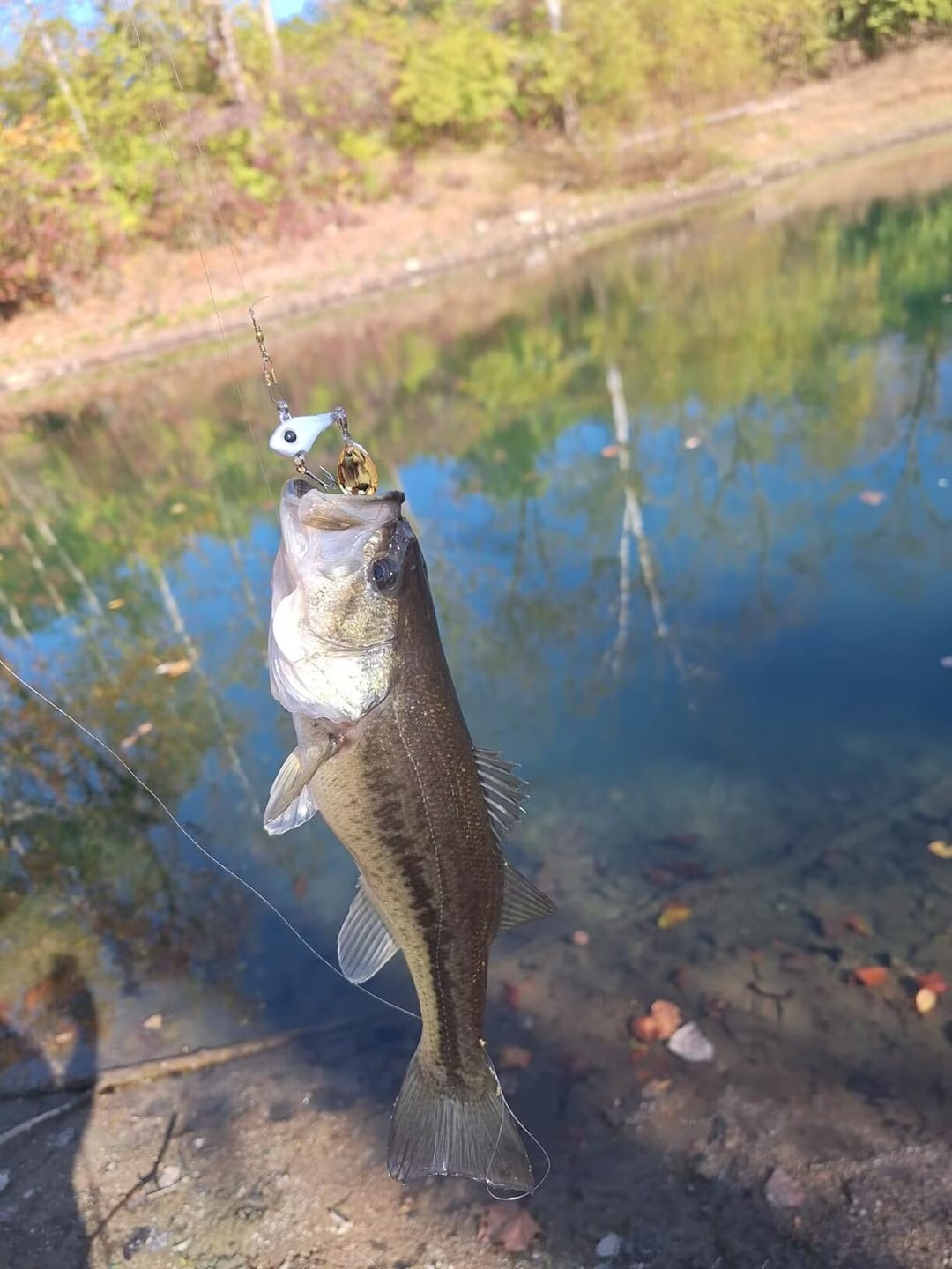 Customer photo review of TRUSCEND Wide Search Cover VIBE Tail Spinner, Easy Catch Fishing Lures with Vibrating BKK Super Slide Sharp Hook, Accurate Long Cast Fishing Spinner for Bass, Trout, Crappie [WM]