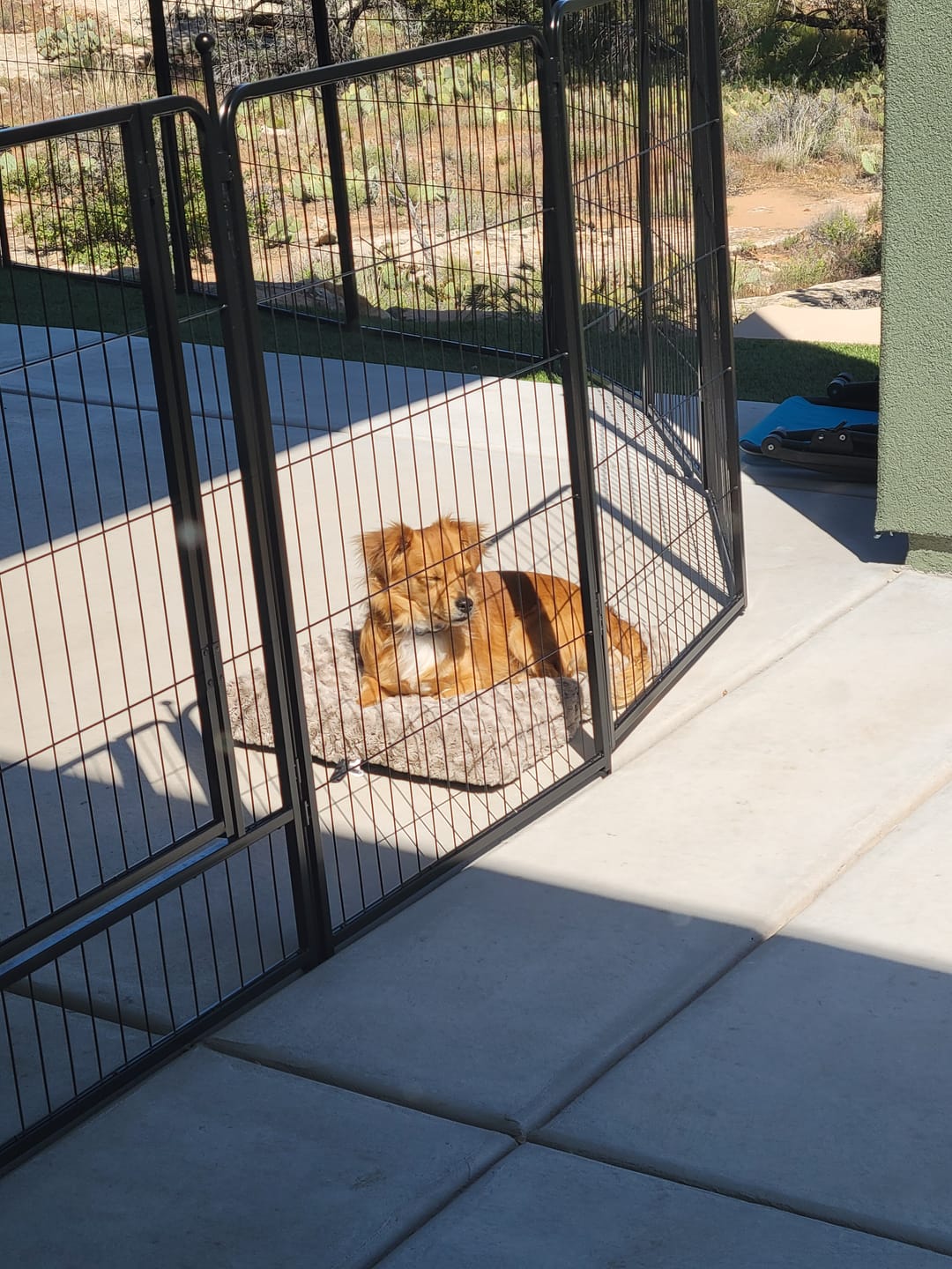 Customer photo review of Instant Dog Playpen – Quick Setup for RV Camping
