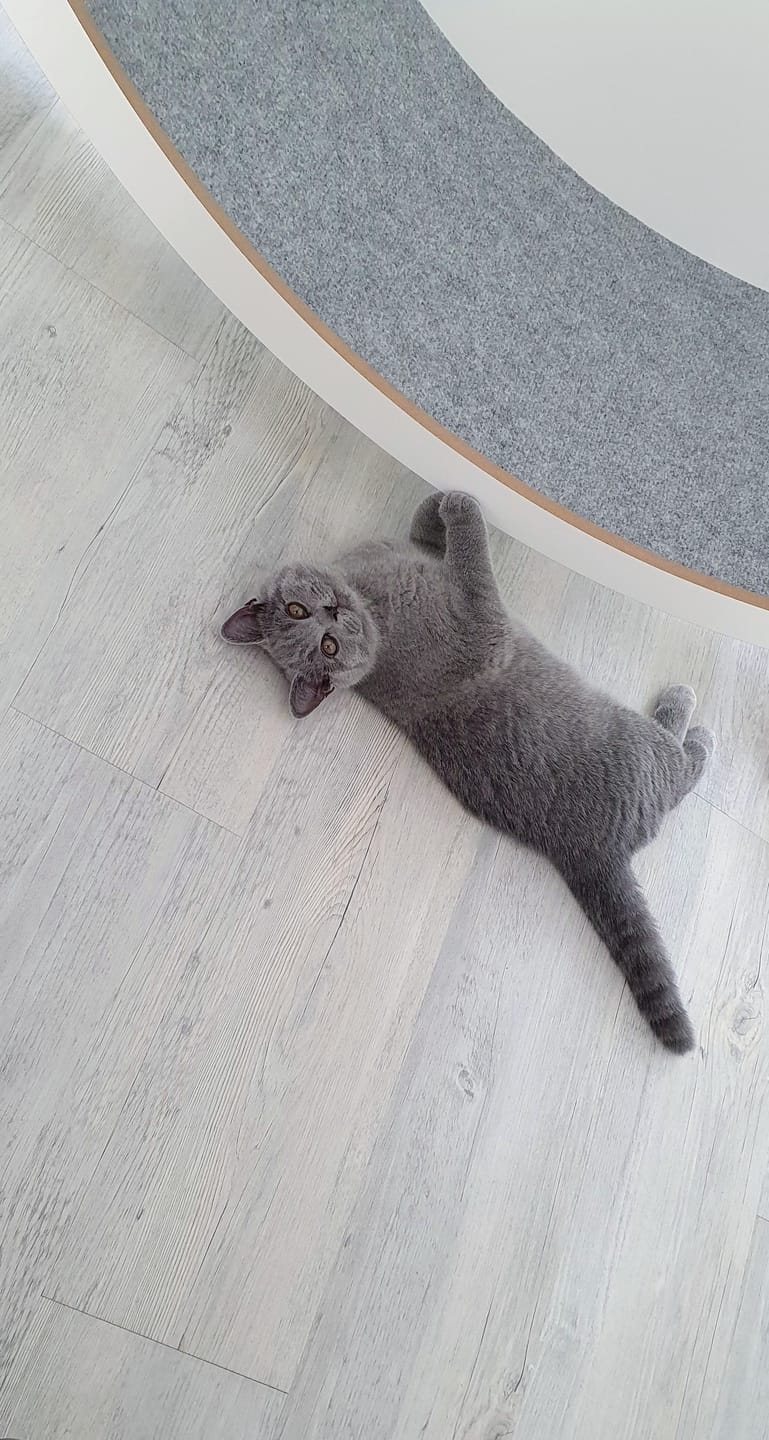Customer photo review of Elmato Katzenlaufrad Rocky Standmodell