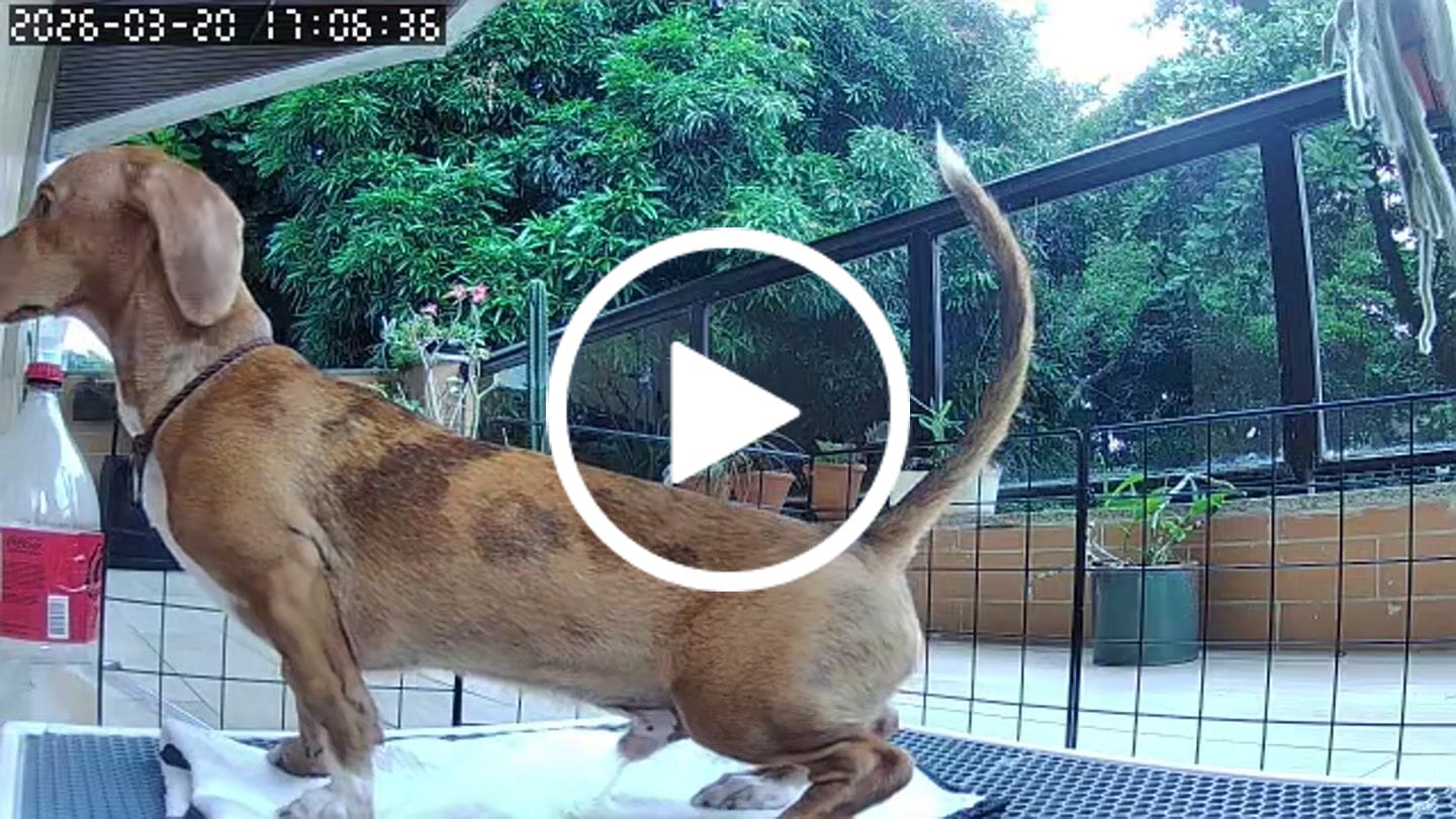 Customer video review of Weasy Cão | Banheiro inteligente para cachorro
