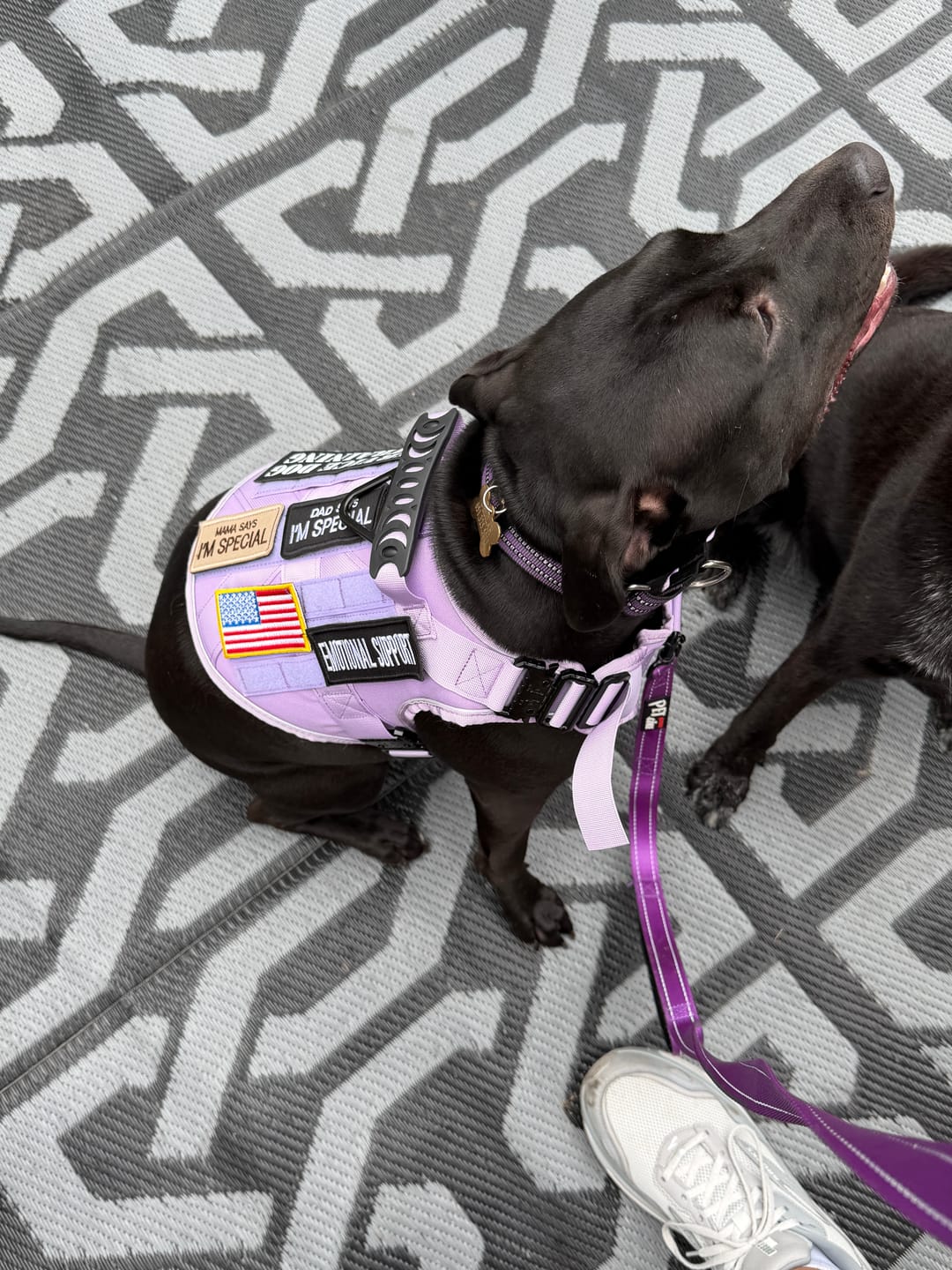 Customer photo review of NEW Upgraded Tactical No-Pull Team K9™ Dog Harness with 4 Quick-Release Metal Buckles, Reinforced Front & Back V-Rings, Hook & Loop Panels, Adjustable Straps, Reflective Strips, & Top Handle