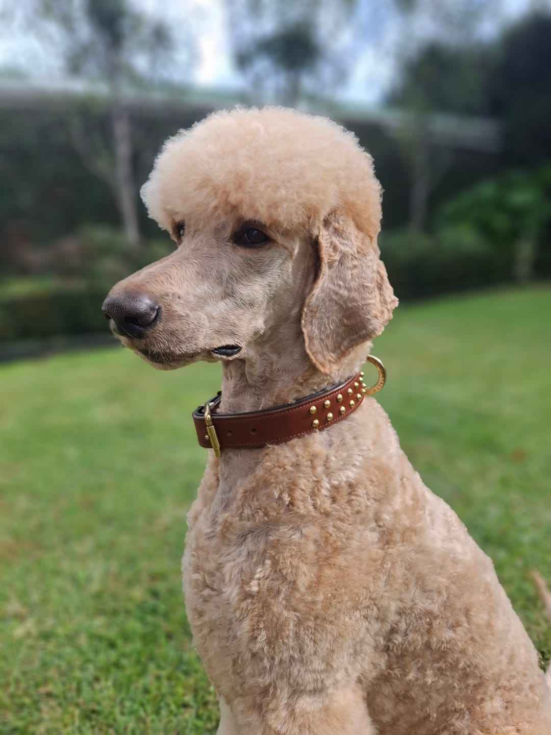 Customer photo review of Hand Made Leather Dog Collar- RuffNeck Brown & Brass (Regular Fit)