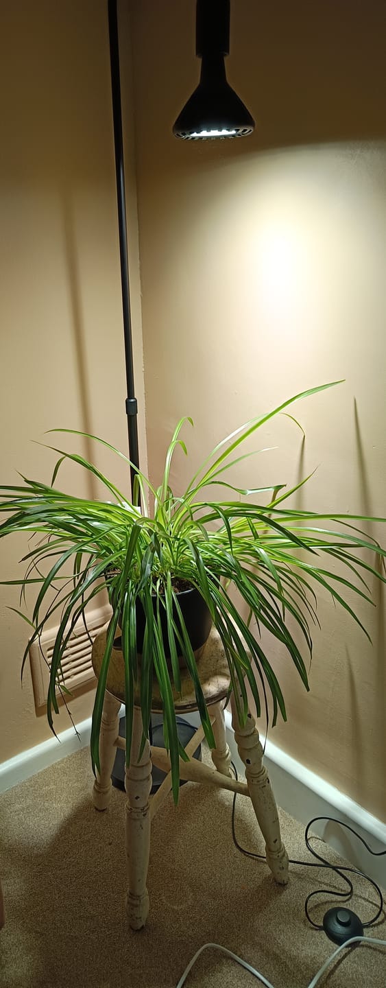 Customer photo review of Pianta Adjustable Floor Lamp