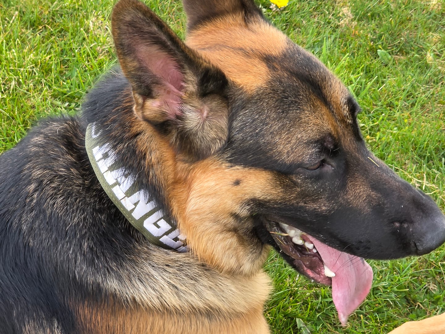 Customer photo review of 5cm Combat® Collar | With Handle & Secure Clip - Khaki