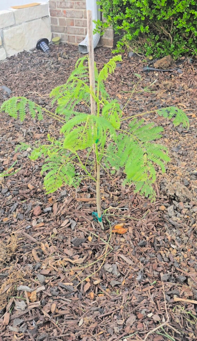 Customer photo review of Purple Jacaranda Mimosifolia Flowering Tree