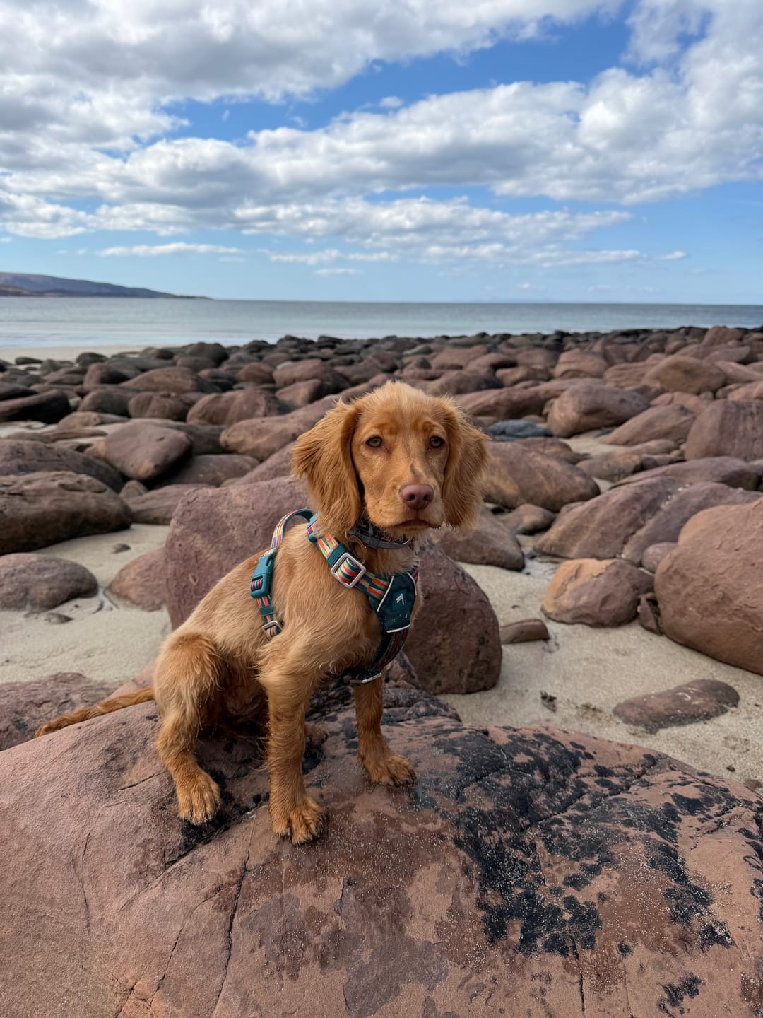 Customer photo review of Horizon Harness
