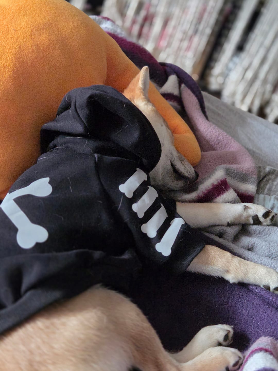 Customer photo review of "WOOF" Dog Hoodie - Black & Reflective