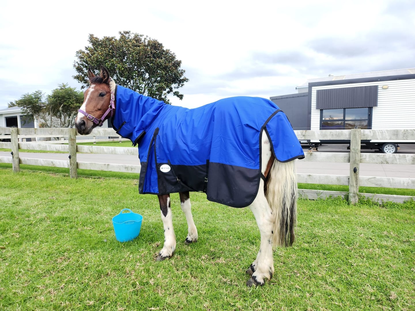 Customer photo review of NZ Tack Duke 1200D Combo