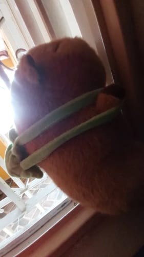 Customer photo review of Capybara Plush With Turtle Backpack
