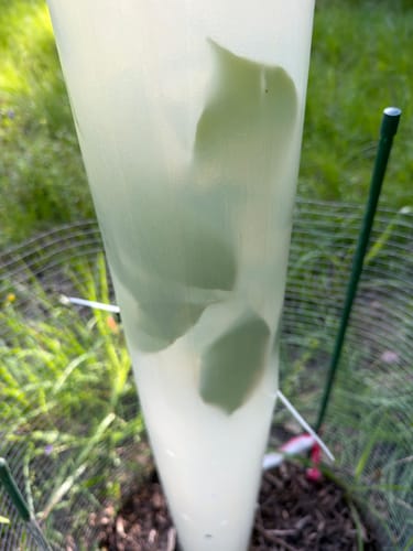 Customer photo review of Tree Pro Grow Tubes