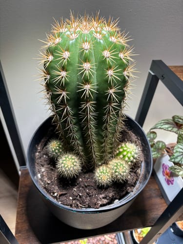 Customer photo review of Houseplant Pest Spray