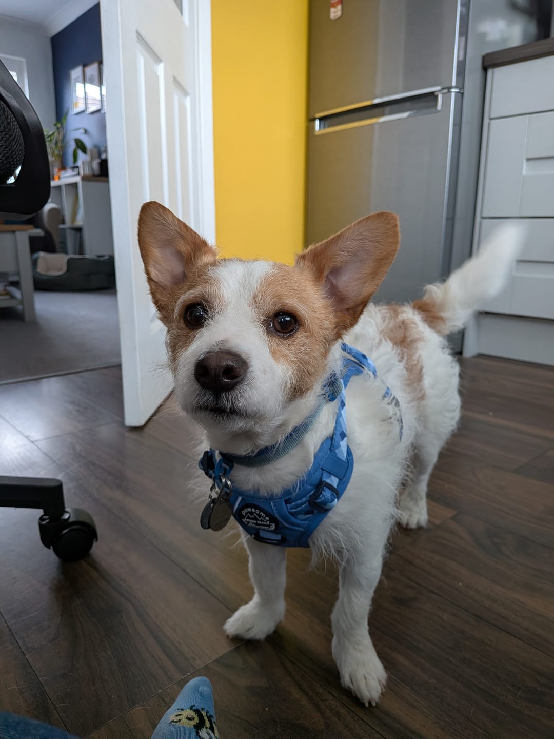 Customer photo review of Tough Trails™ Harness - Walkies Ready® Cornflower Blue