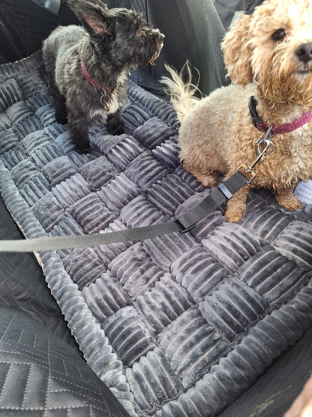 Customer photo review of The Guardian - Dog Seat Cover