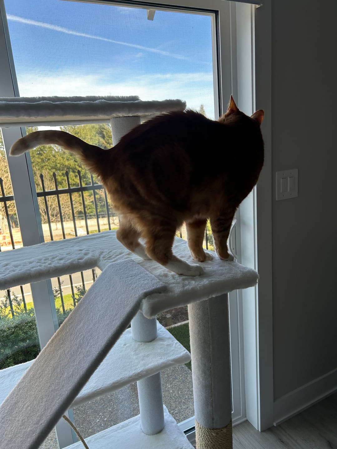 Customer photo review of Maine Coon 65" Cat Tower - 4-Level Cat Tree