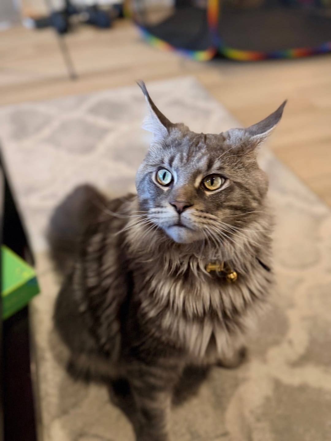 Customer photo review of Neakasa M1 Plus Open Top Self-Cleaning Cat Litter Box