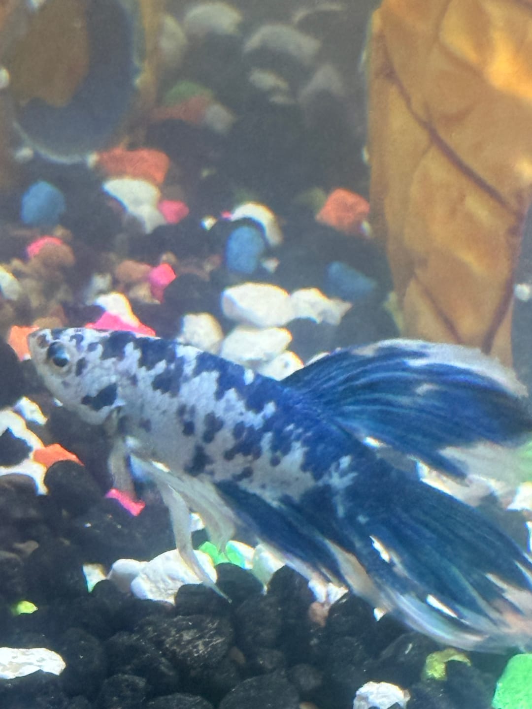 Customer photo review of Blue Marble Dot Halfmoon Male Betta Fish | Grower Pick