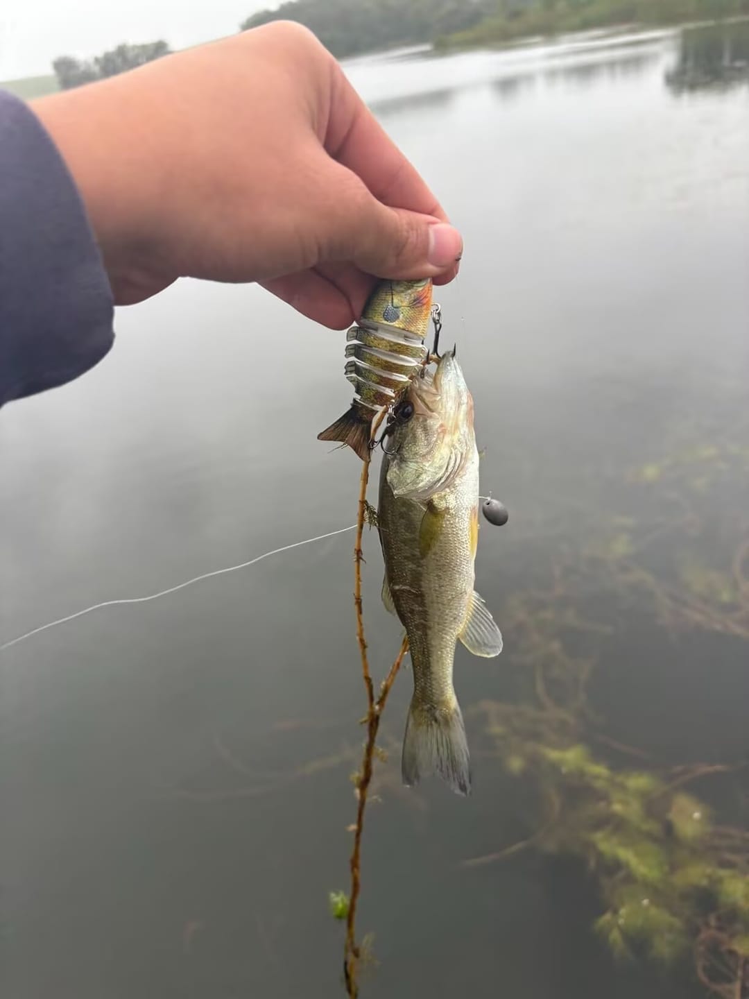 Customer photo review of TRUSCEND Fishing Lures for Bass Swimbaits for Bass Fishing Segmented Multi Jointed Swim Baits Slow Sinking Swimming Lures for Freshwater Saltwater Fishing Gear Lure Kit Fishing Gifts Plugs 3in/0.4oz [WM]