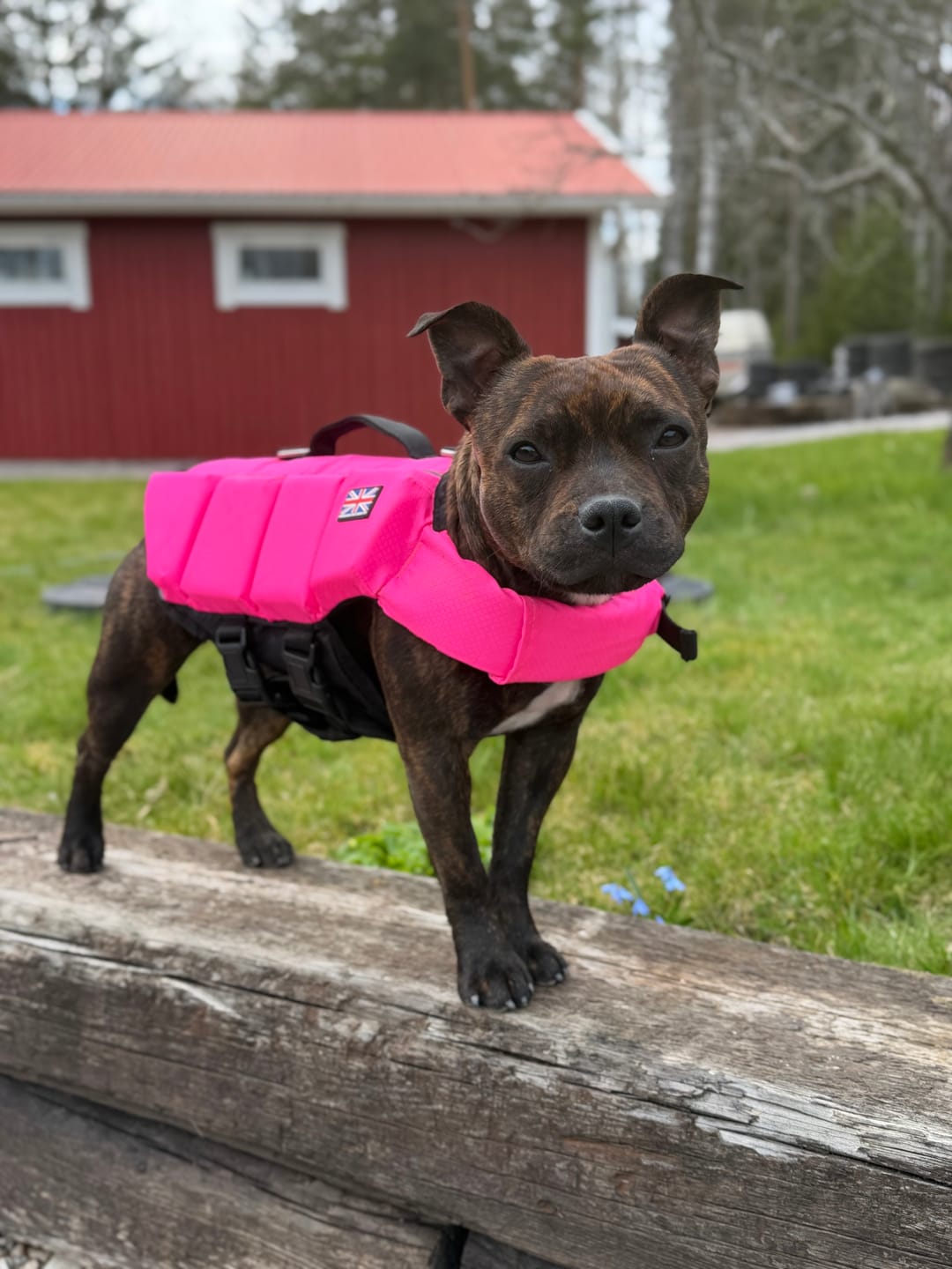 Customer photo review of Staffordshire Bull Terrier 1935® Life Jacket - Neon Pink