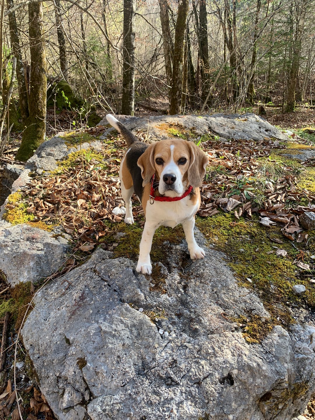 Customer photo review of Wurmtest Pro Hund