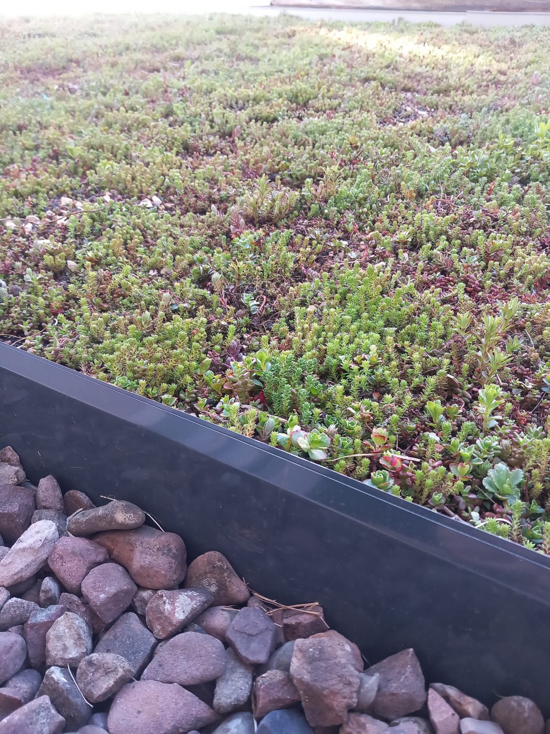 Customer photo review of Sedum-Mix Sedummatten