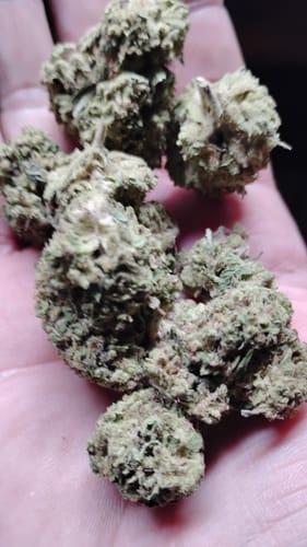 Customer photo review of White Rhino THCA Flower