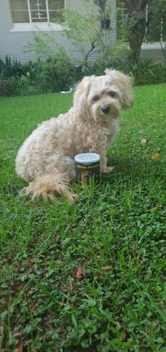 Customer photo review of Dental Powder