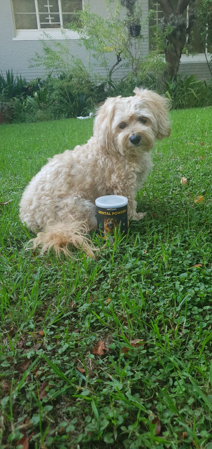 Customer photo review of Dental Powder